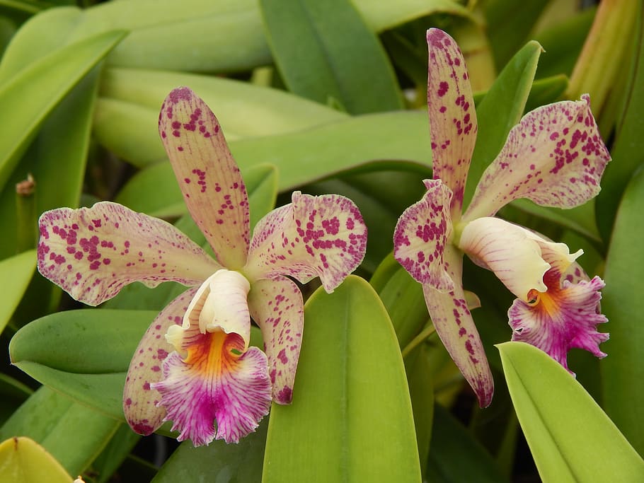 orquídea, exótico, flor, flores, amarillo, rosa, borgoña, naturaleza, primer plano, planta