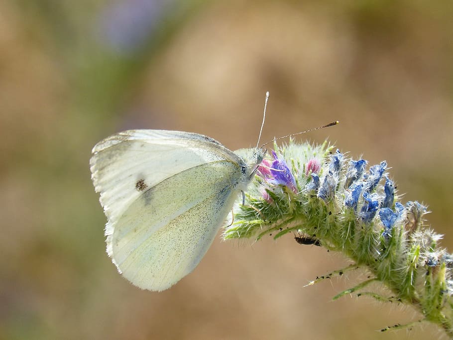 Butterfly, Cabbage, blanqueta cabbage, libar, pieris rapae, the cabbage butterfly, wild flower, insect, flower, fragility