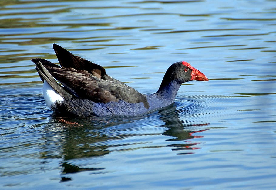 Pukeko, NZ, duck, swimming, water, bird, animal themes, animal, animal wildlife, vertebrate