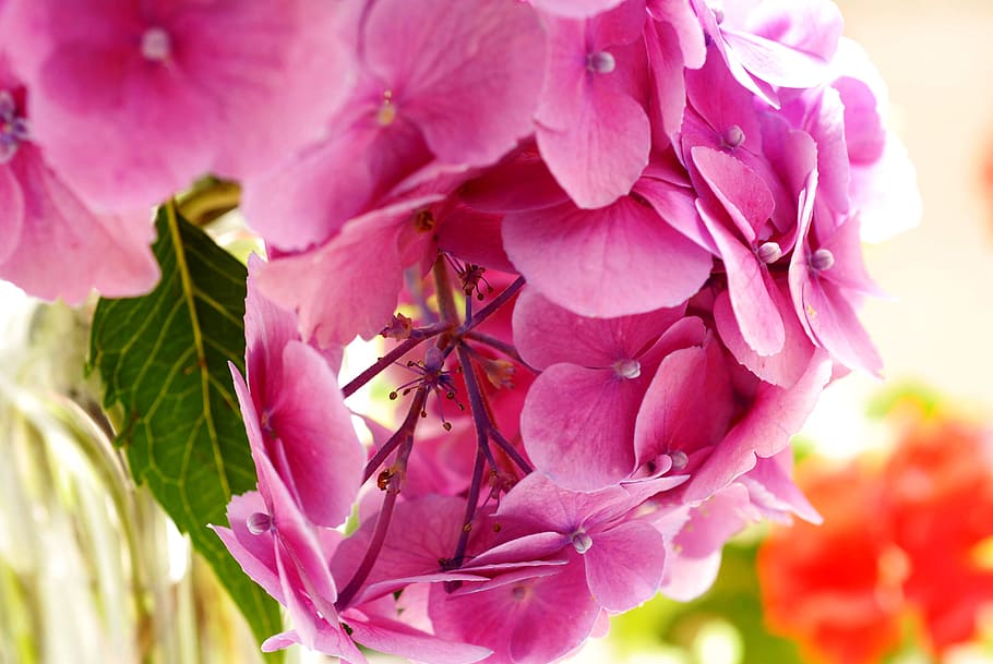 nature, plant, flower, hydrangea, pink, pink color, flowering plant, petal, freshness, close-up