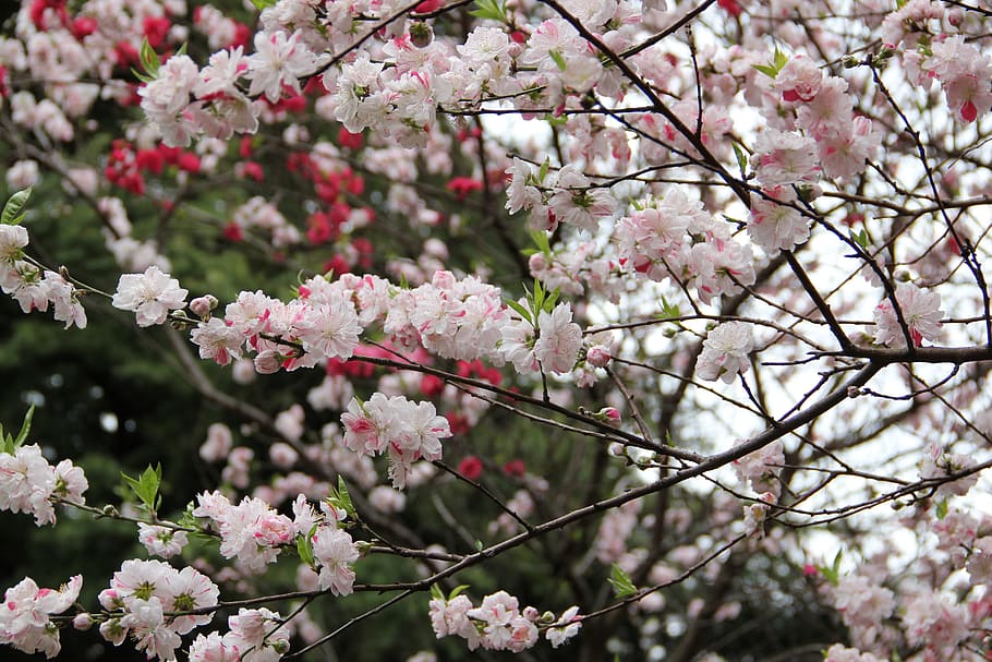 sakura, spring, tokyo, cherry, blossom, flower, garden, green, shinjuku gyoen, colorful