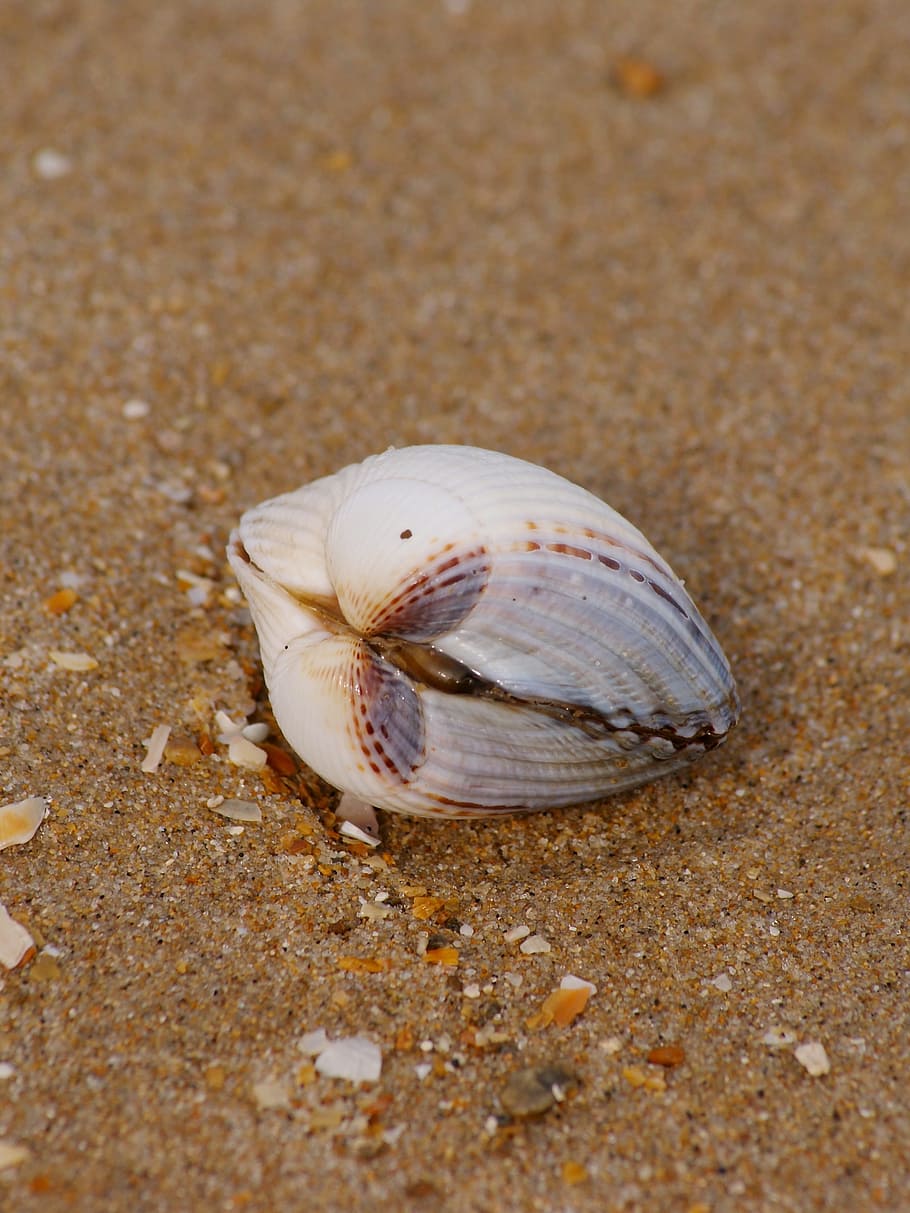 Shell, Beach, Beach, Sand, Sand, Sea, Holiday, Nature, shell, beach, sand, sea, summer