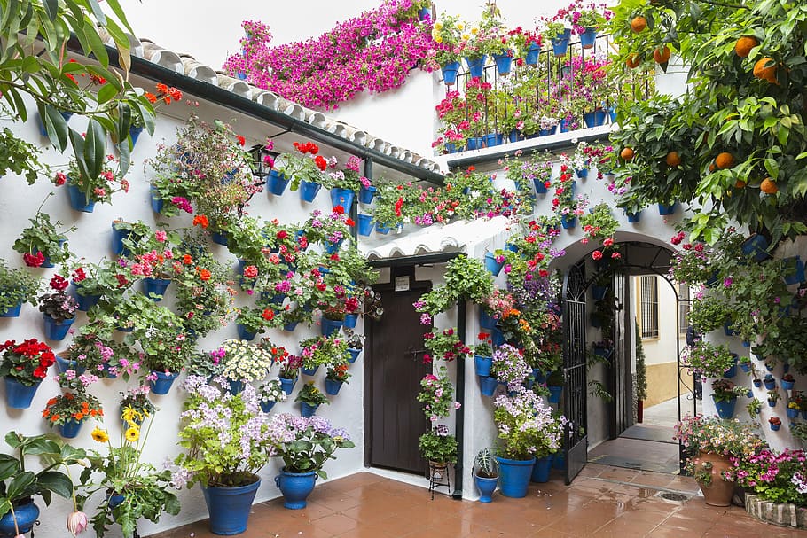 house, surrounded, flowers, patios de córdoba, flowerpot, green, cordoba, spain, flower, potted plant