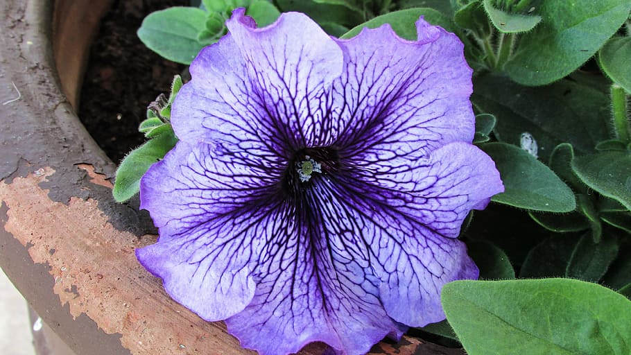 cyprus, paralimni, square, flower, colourful, beautiful, nature, plant, purple, leaf