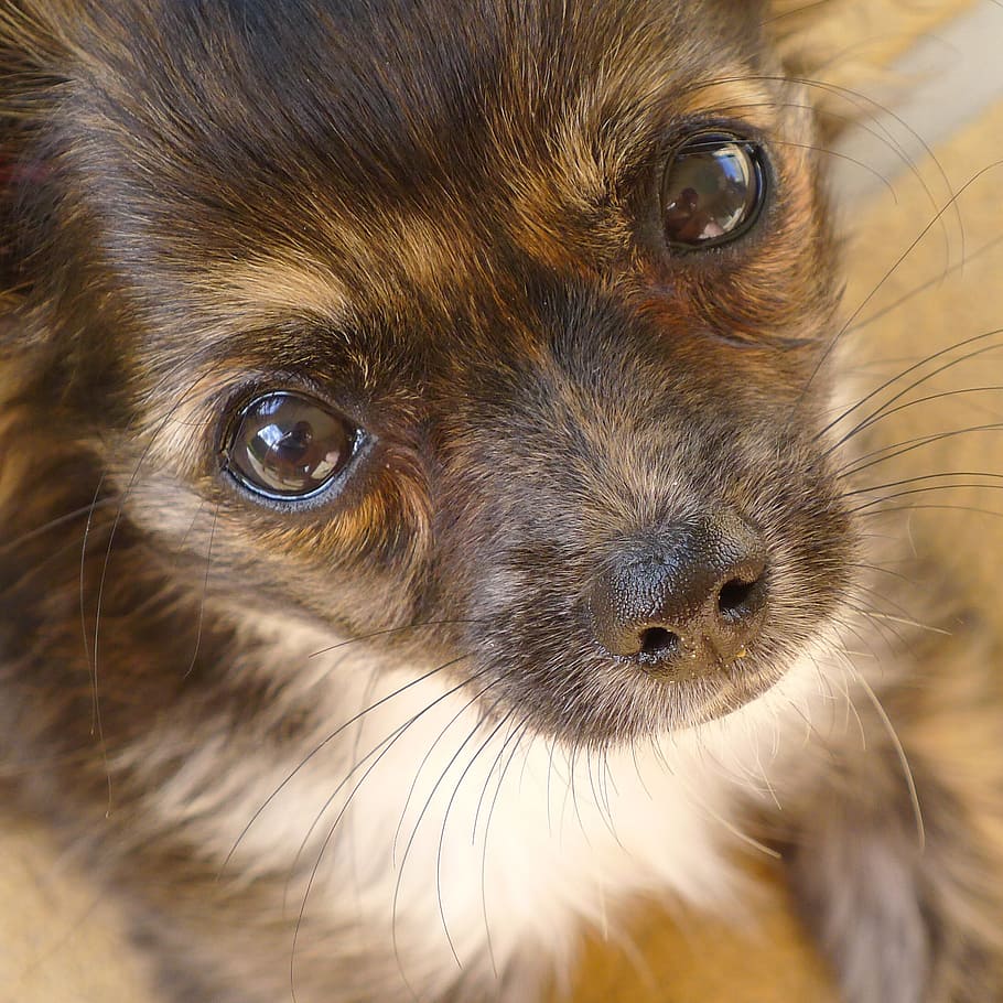 子犬の犬の目, 目, かわいい, 愛らしい, 非常に魅力的, チワワ, 毛皮で覆われた, かわいい犬, 動物, ペット