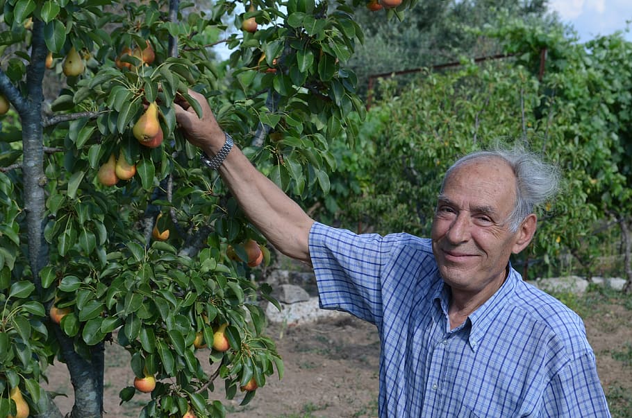 farmer, salento, collection, pears, however, campaign, pera, agriculture, senior Adult, fruit
