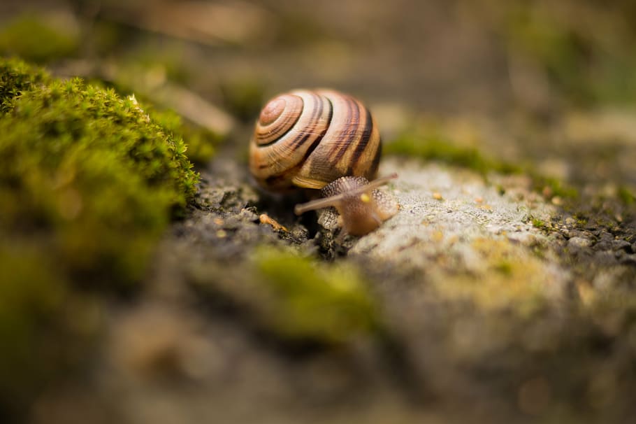 depth, field photography, snail, selective, brown, slug, one animal, animal themes, selective focus, animals in the wild