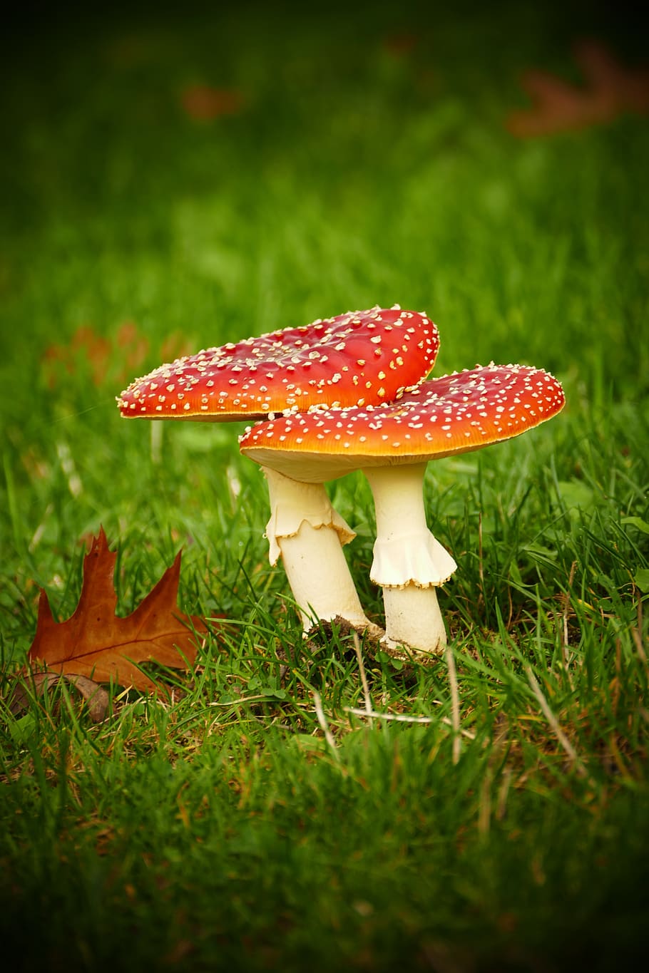 mushroom, mushrooms, path, autumn, forest, nature, moist, forest floor, agaric, moss