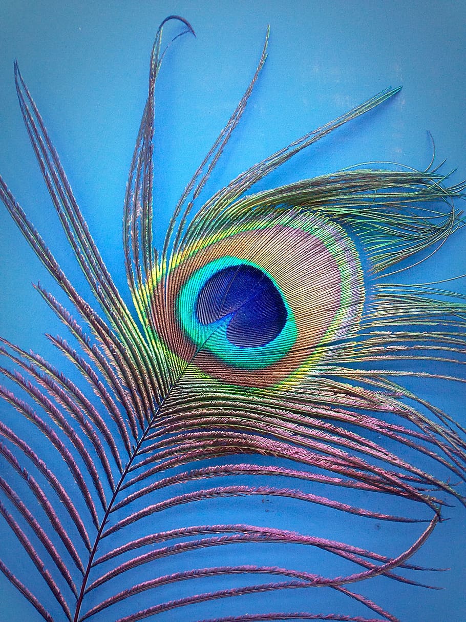 macro shot, green, red, teal feather, peacock, feather, blue, bright, stunning, tail feather