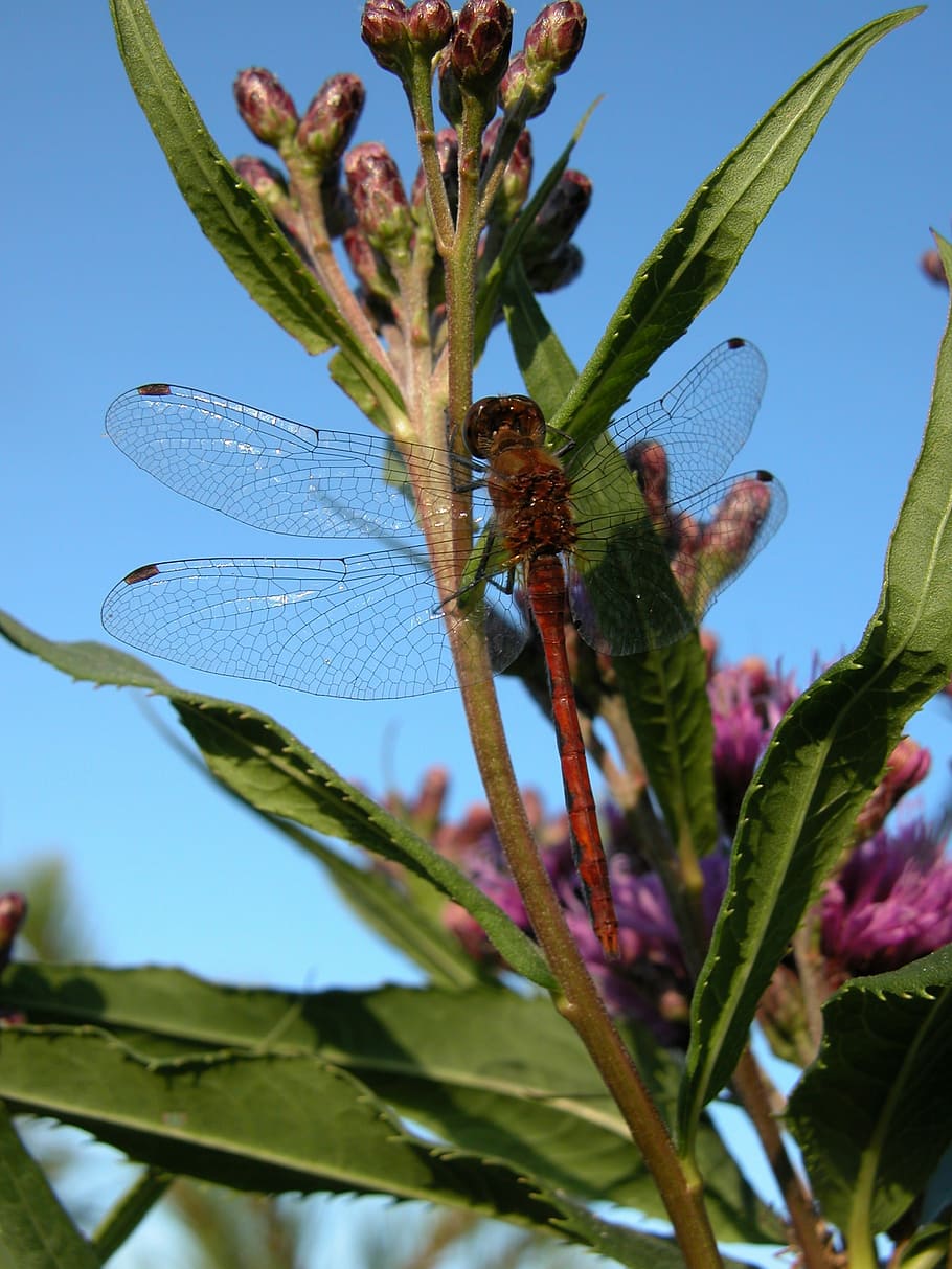 dragonfly, swamp milkweed, red milkweed, plant, growth, close-up, nature, invertebrate, animals in the wild, flower