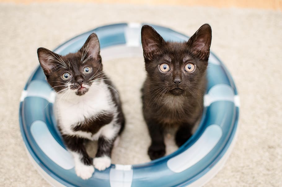 white, black, kittens, inflatable, buoy, cat, kitten, cats, domestic cat, animal