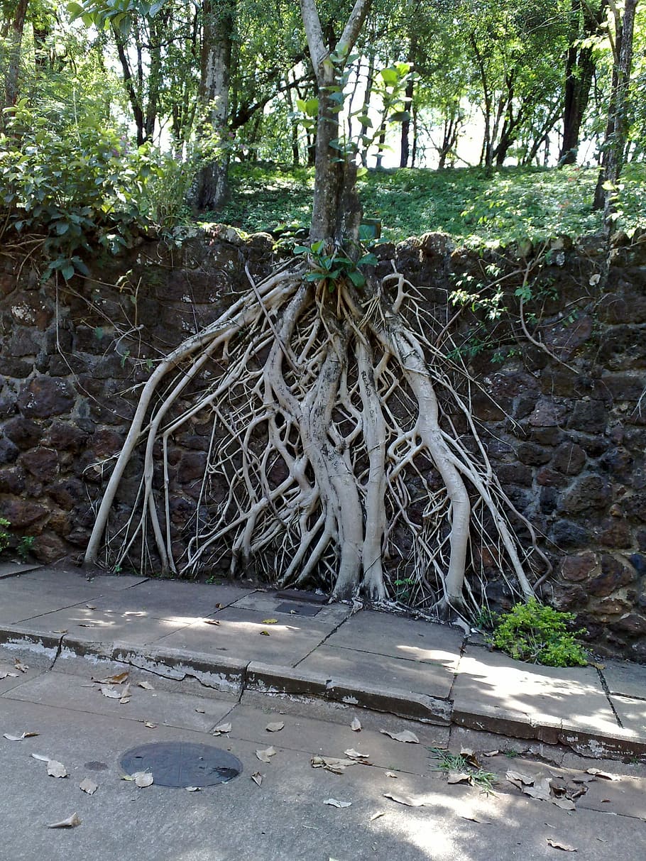 Tree Roots, Exposed, park, outdoors, day, tree, water, nature, plant, forest