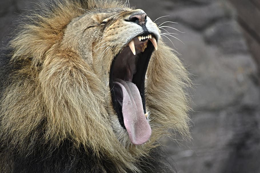 lion, yawning, cat, wildlife, lion head, animal, animal themes, animal wildlife, mouth open, mammal
