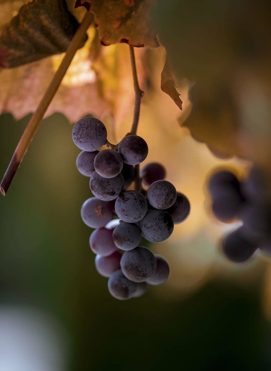 selective, focus photography, red, grapes, fruit, farm, field, food, crops, close-up