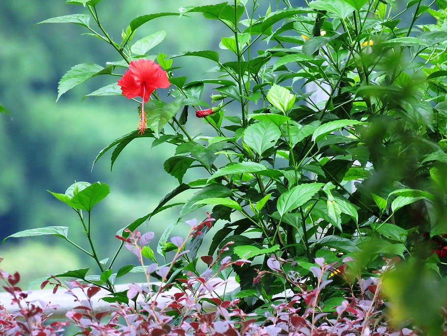 hibiscus rosa-sinensis, herbal, flower, plant, leaf, garden, beauty in nature, green color, flowering plant, plant part