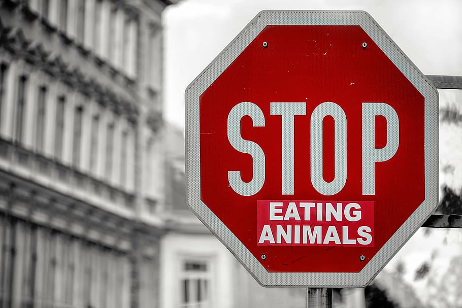 parar, comer, animais sinalização viária, arquitetura, construção, infraestrutura, cidade, desfoque, preto e branco, estrada