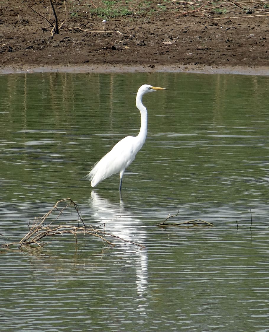 great egret, ardea alba, egret, bird, wader, wading, fauna, feeding, karnataka, india