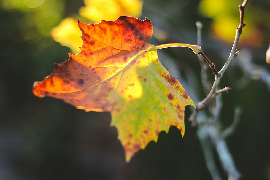shallow, focus photography, green, leaf, selective, focus, photography, red, maple, sunlight