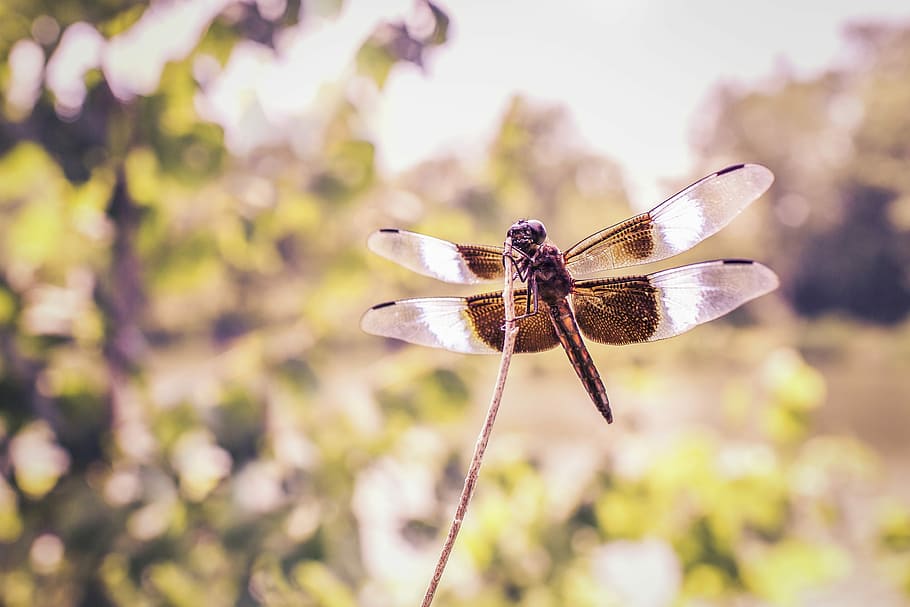 closeup, photography, brown, closeup photography, Dragonfly, nature, lazy, bug, insect, forest