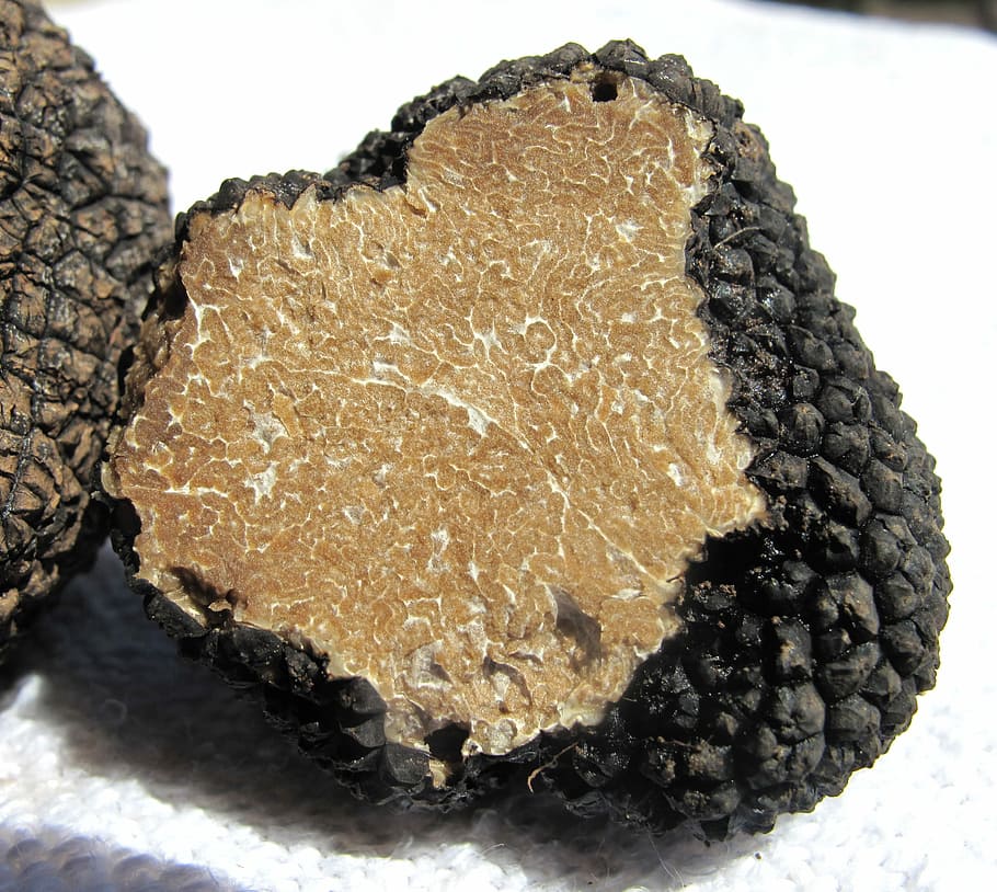 brown, black, stone fragment, black stone, fragment, truffle, real truffle, mushroom, delicacy, tuber