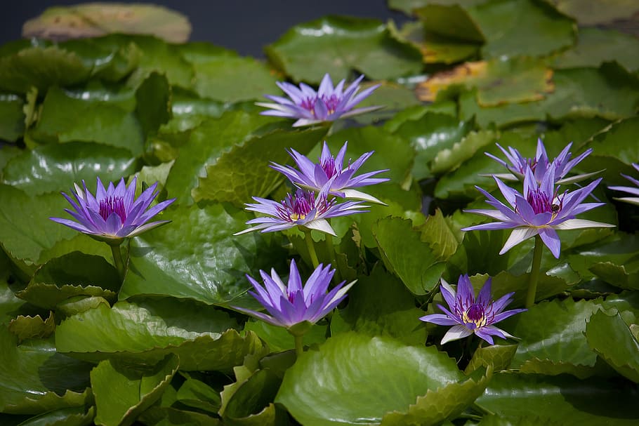 water lily, plant, pond, aquatic plant, purple, flower, flowering plant, freshness, beauty in nature, vulnerability