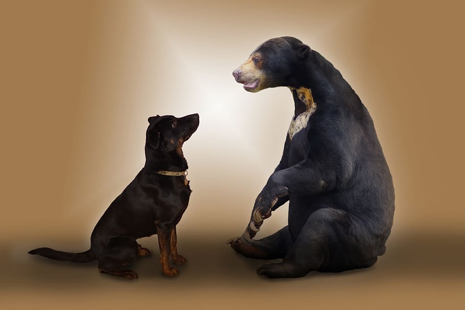 sun, bear, facing, rottweiler, dog, brown bear, photo montage, animal, funny, creativity