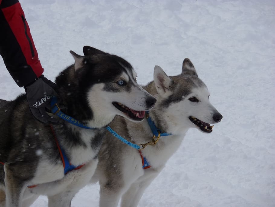 kereta luncur anjing ras, huskies, anjing, ras, balap anjing, hewan, lari, salju, putih, musim dingin