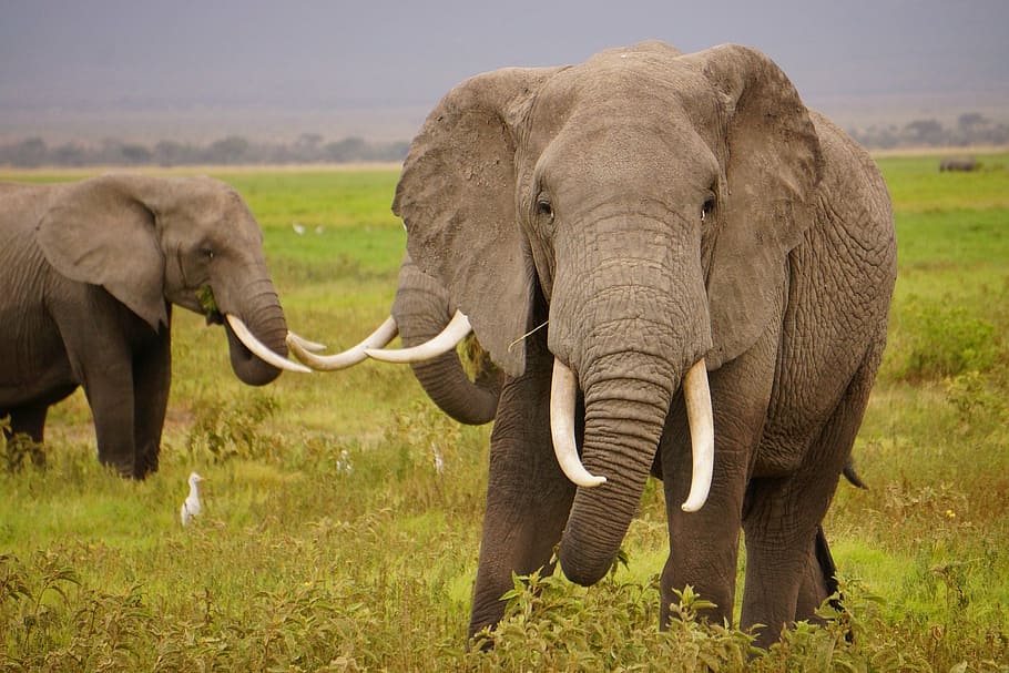 two, elephants, standing, field, wild elephants, wildlife, nature, big, tusks, male