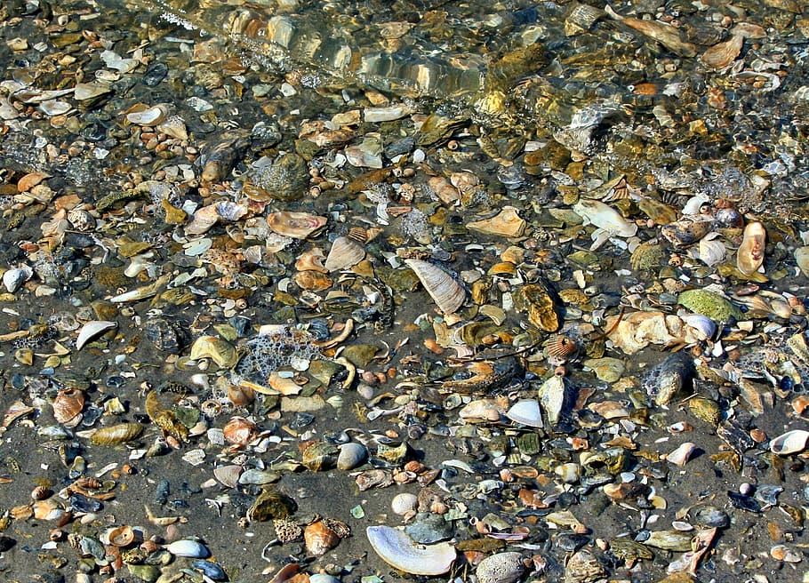 seashells, beach, texture, chesapeake bay, shoreline, low tide, sand, shells, water, full frame