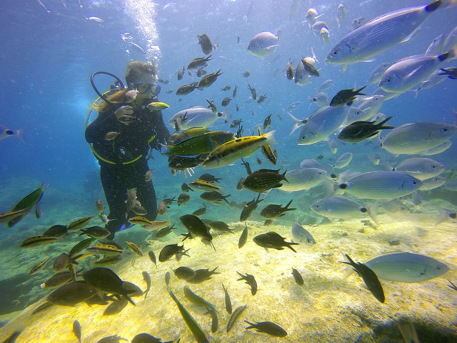 Diving, Sea, Fish, Girl, Diver, blue, water, underwater, immersion, scuba diving