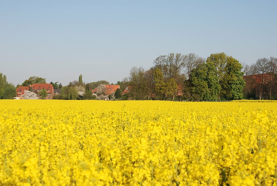 plant, rapeseed, yellow, field, agricultural, agriculture, bees, landscape, house, tree