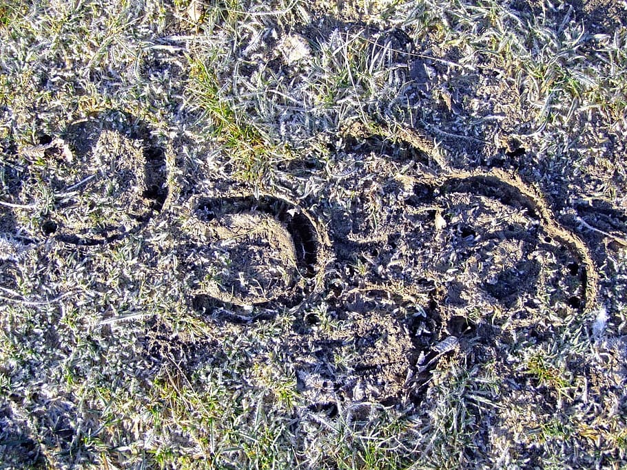 horseshoe, footprints, tracks, marks, frozen, soil, winter, horses, nature, day