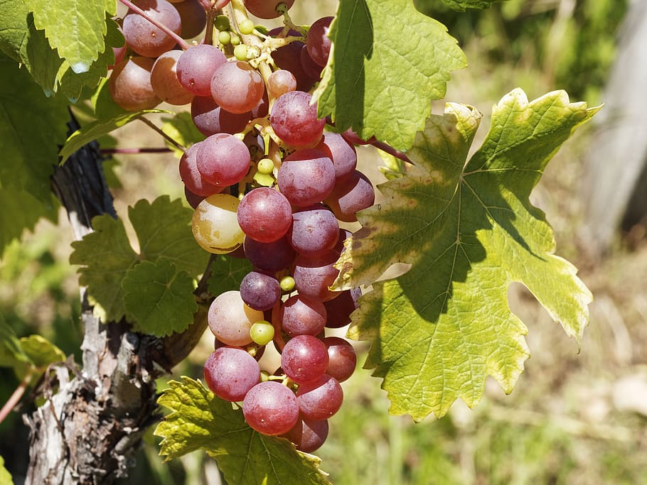 vines, vineyards, grapes, grape, burgundy, nature, harvest, wine region, cluster, leaf