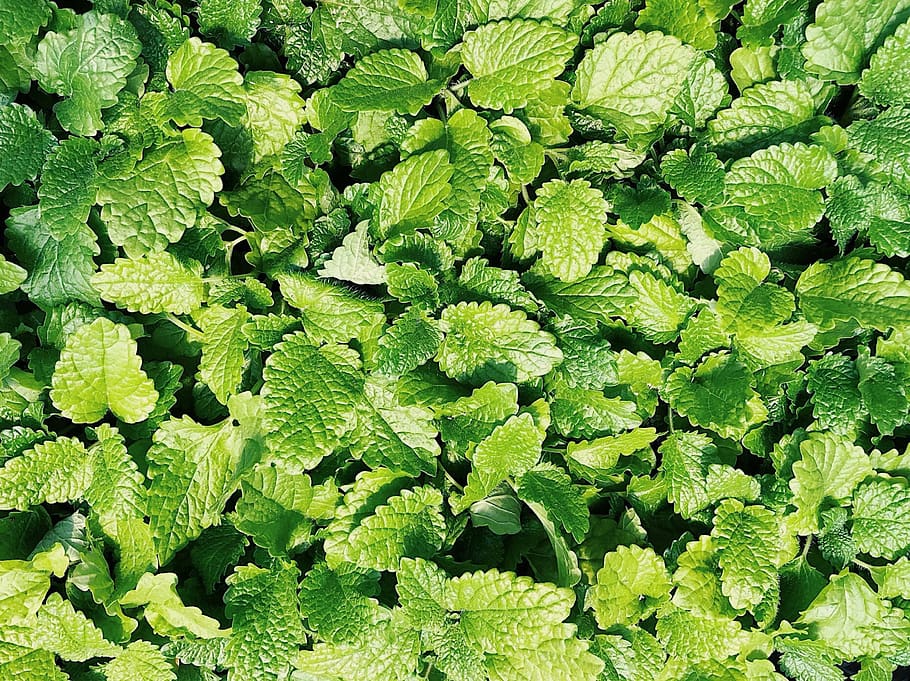 mint, herb, plant, spearmint, leaves, green, fresh, green color, full frame, backgrounds