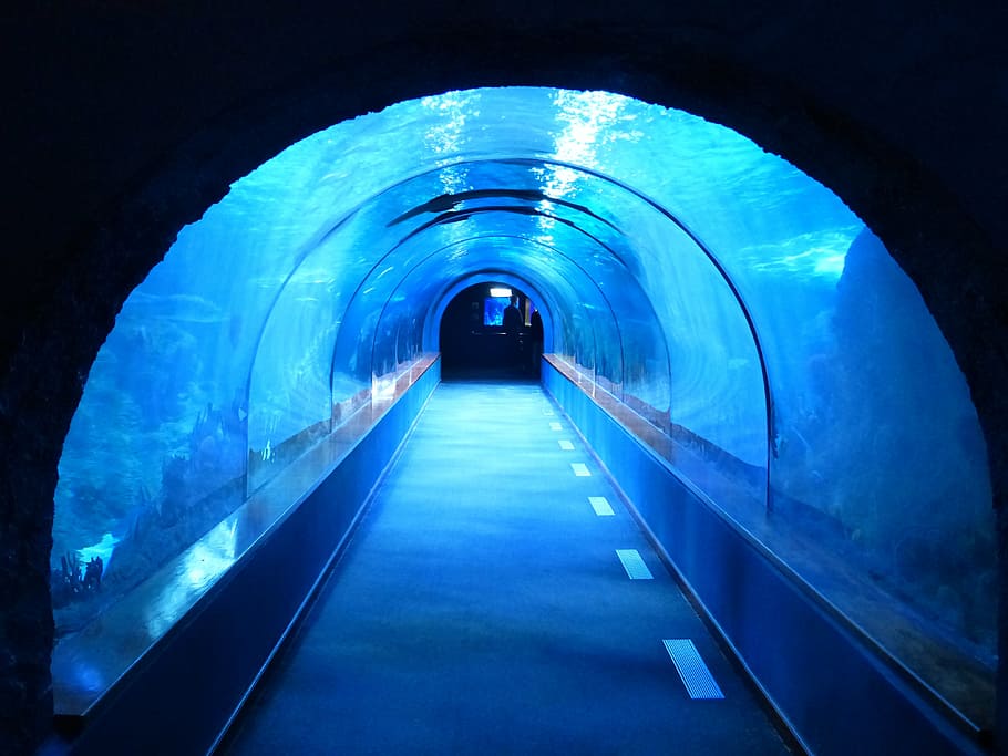 water tunnel, tunnel, underwater, aquarium, shark tank, blue, dark, creepy, tube, away