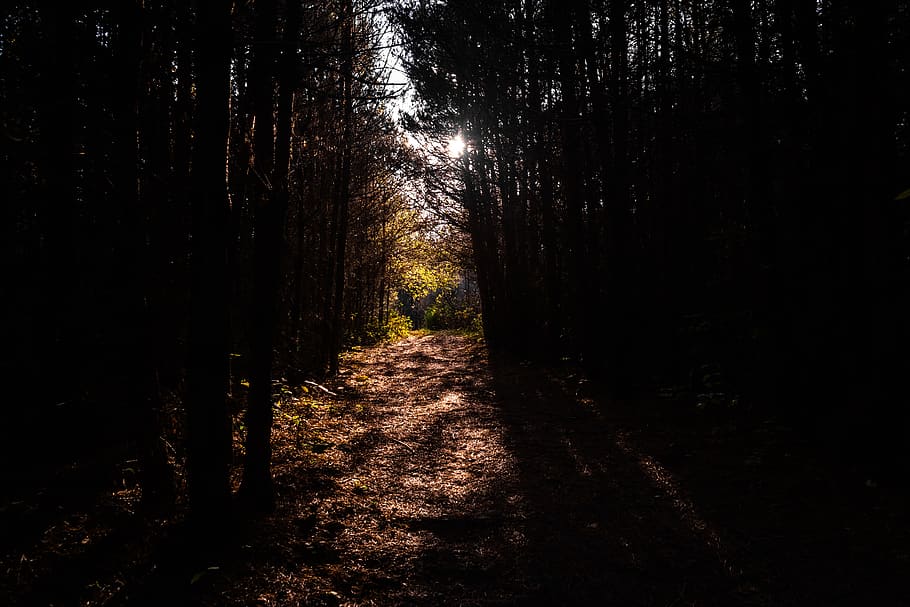 bosque, camino, naturaleza, otoño, luz, callejón, árbol, dirección, el camino a seguir, planta
