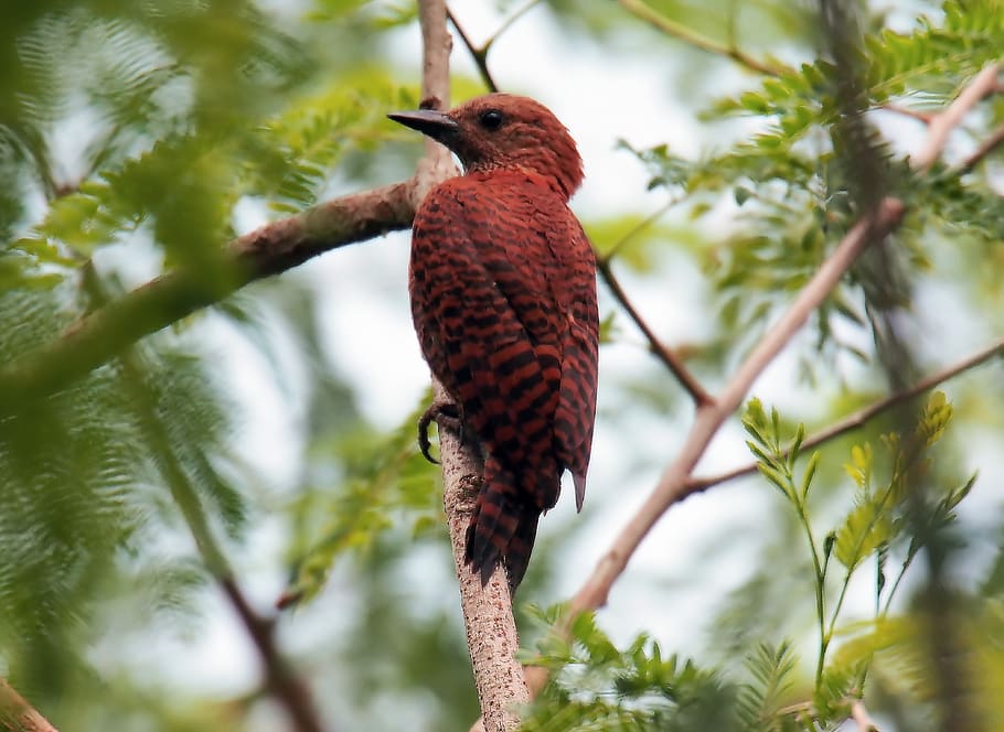 rufous woodpecker, wild, bird, wildlife, outdoor, perch, tree, branch, nature, natural