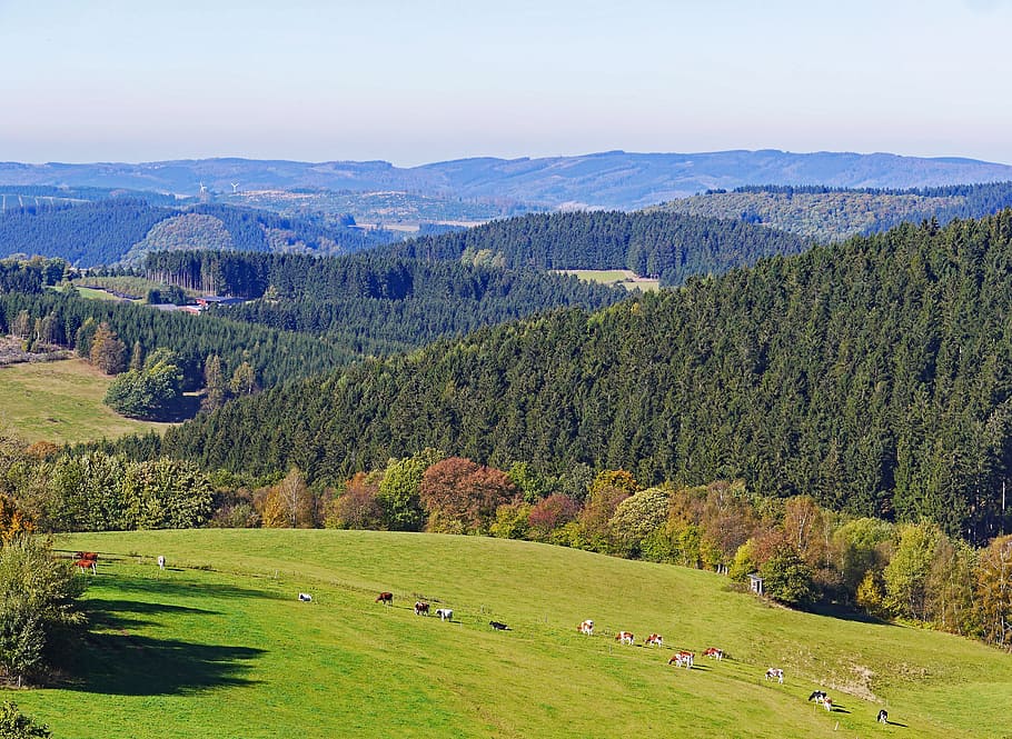 Sauerland, Homert, Highlands, Schomberg, bosque, vista lejana, otoño, agricultura, país de montaña, ganado