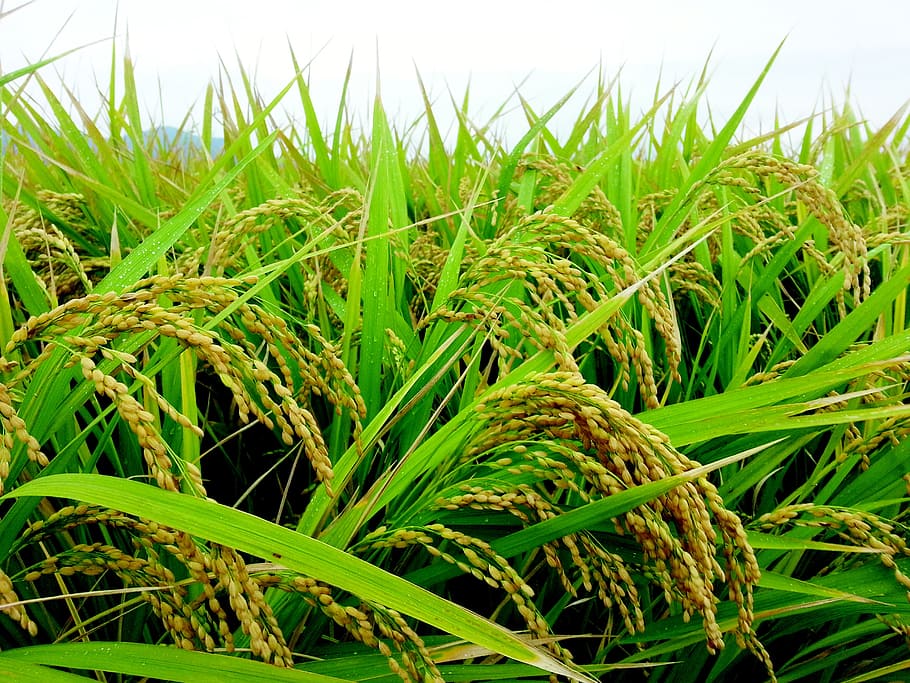 Ch, arroz, grano, otoño, naturaleza, color verde, planta, hierba, crecimiento, agricultura