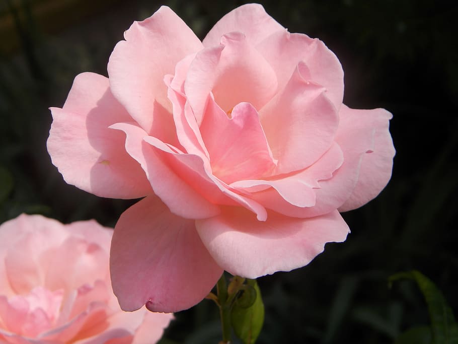 bunga peony pink, mawar, musim semi, pink, bunga, tanaman berbunga, warna merah muda, tanaman, daun bunga, keindahan di alam
