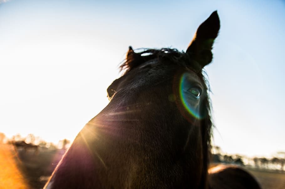 horse, wide angle, sun, horses, nature, sky, closeup, lens flare, sunset, graphy
