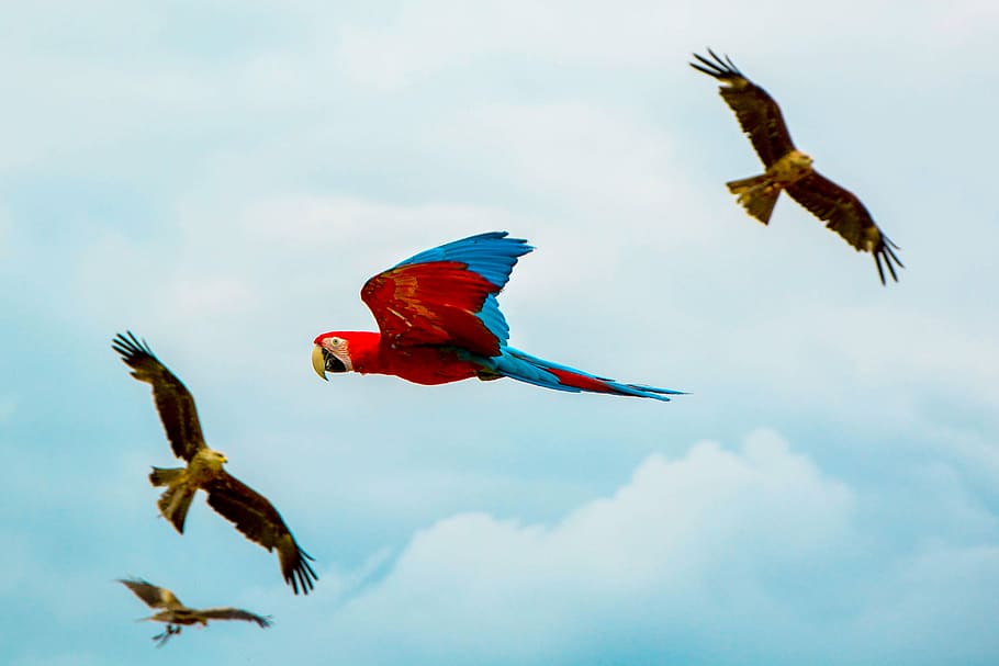 blue, red, parrot, flight, bird, beak, feather, animal, fly, dom