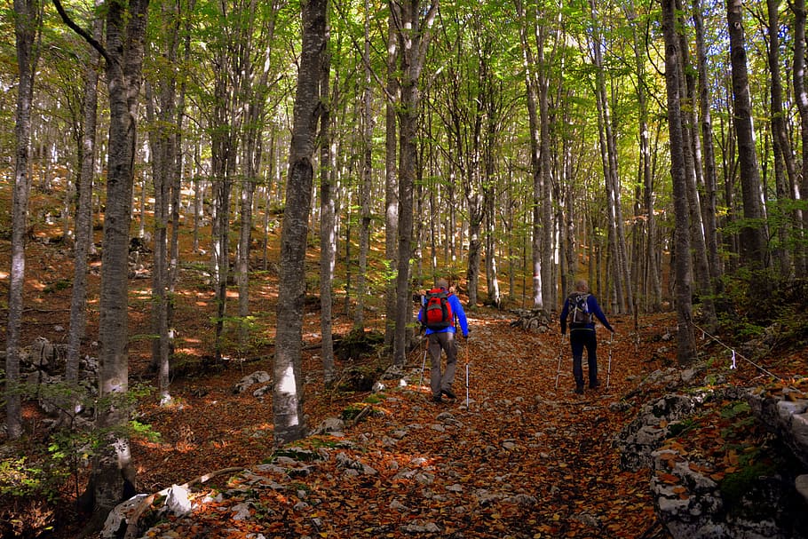 excursion, forest, autumn, trail, trekking, nordic walking, mountain, the european path, e5, lessinia