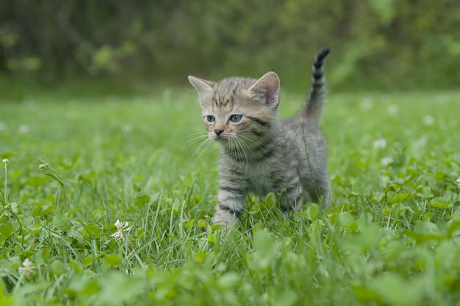 foto, marrón, atigrado, gatito, caminar, hierba, gato, gato tigre, gato joven, gato bebé