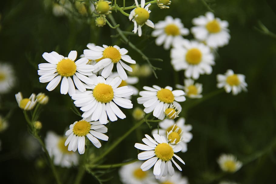 flowers, chamomile, spring, nature, bloom, flora, garden, white, daisy, in the summer of