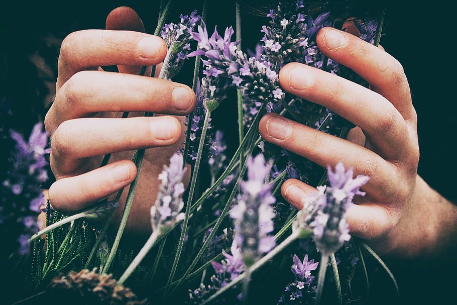 person, holding, bunch, lavender, flowers, shallow, focus, photography, shot, flower