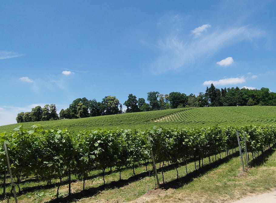 ブドウ畑, ブドウの木, ブドウ栽培, ワイン, オーデンヴァルト, 日当たりの良い, 夏, 工場, 空, 風景