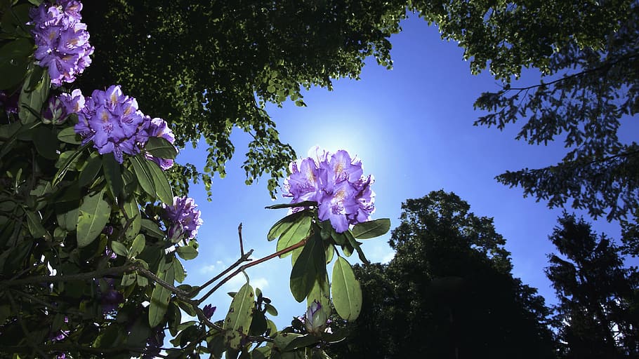 púrpura, flores de rododendro, verde, árboles fotografía de ángulo bajo, durante el día, pétalos, flor, árboles, claro, azul