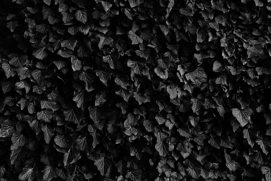 foto em escala de cinza, plantas, folhas, veias, jardim, preto, branco, preto e branco, monocromático, planos de fundo