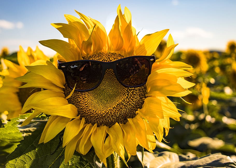 summer, sunglasses, nature, sunflower, specs, facial, flowering plant, flower, yellow, fragility